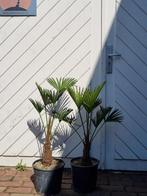 AANBIEDING: TRACHYCARPUS WAGNERIANUS OF FORTUNEI MEERSTAMMIG, In pot, Halfschaduw, Ophalen of Verzenden, 100 tot 250 cm