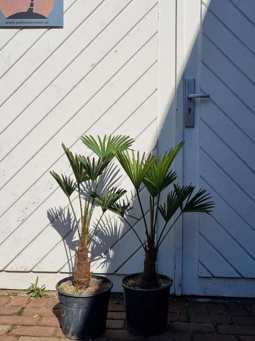 AANBIEDING: TRACHYCARPUS WAGNERIANUS OF FORTUNEI MEERSTAMMIG, Tuin en Terras, Planten | Bomen, Palmboom, 100 tot 250 cm, Halfschaduw