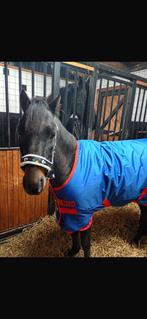 Lieve hackney te koop, Dieren en Toebehoren, Met stamboom, Ruin, 7 tot 10 jaar, B pony (1.17m tot 1.27m)