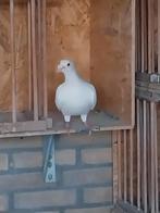 Doffer 2020, Dieren en Toebehoren, Vogels | Duiven, Mannelijk, Kropper