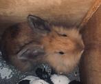 Dwerg konijntje, Dieren en Toebehoren, Konijnen, Vrouwelijk, Dwerg