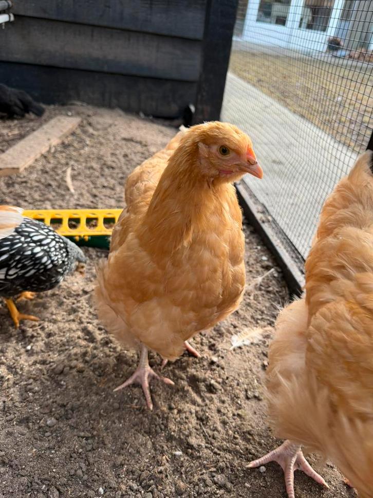 option buff kip groot, Dieren en Toebehoren, Pluimvee, Kip, Vrouwelijk