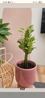 Afrikaanse Melkboom (Euphorbia trigona), Huis en Inrichting, Ophalen of Verzenden, Halfschaduw, Minder dan 100 cm