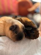 2 cavia’s, Dieren en Toebehoren, Knaagdieren, Cavia, December, Meerdere dieren, Tam