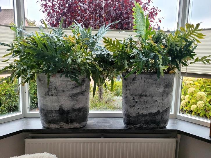 Mooie bloempotten met luchtzuiverende planten, Huis en Inrichting, Kamerplanten, Ophalen