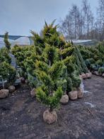 Gold Rider Leylandii Topiary Bonsai 2 voor 250€ conifeer, Tuin en Terras, Bloeit niet, Minder dan 100 cm, Volle zon, In pot