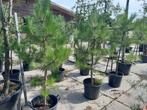 Pinus sylvestris denneboom, Overige soorten, 100 tot 250 cm, Ophalen, Volle zon