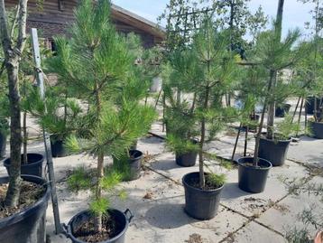 Pinus sylvestris denneboom beschikbaar voor biedingen