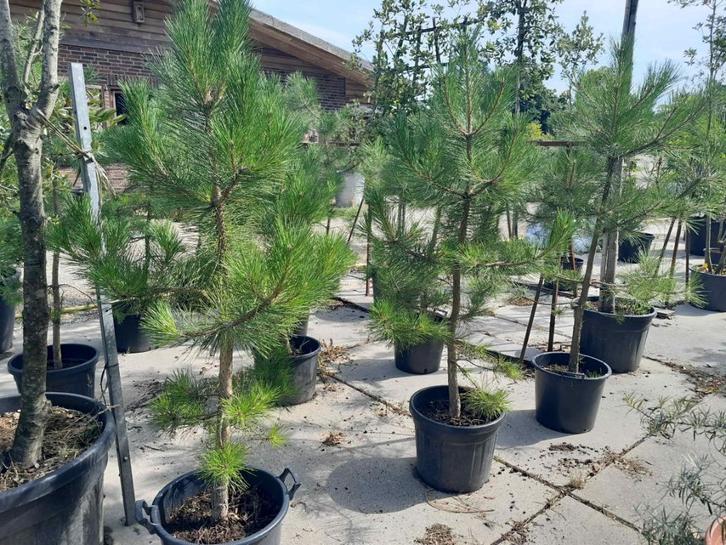 Pinus sylvestris denneboom, Tuin en Terras, Planten | Bomen, Overige soorten, 100 tot 250 cm, Volle zon, In pot, Ophalen