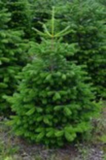 Nordman Gezaagd 150 cm - 3.75 mtr. beschikbaar voor biedingen