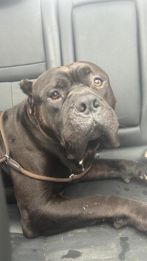 American bully xl, Dieren en Toebehoren, Honden | Bulldogs, Pinschers en Molossers, Reu, Overige rassen, Particulier, Eén hond