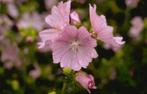 Muskuskaasjeskruid 'Malva moschata' te koop, Ophalen, Zomer, Overige soorten, Volle zon