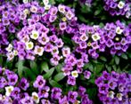 Alyssum Violet Queen, Ophalen of Verzenden, Voorjaar, Volle zon, Zaad