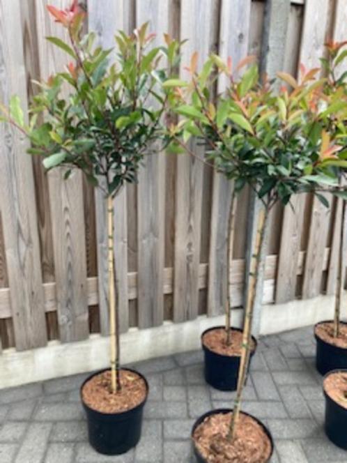 Photinia Fraseri ‘ Robusta Compacta ‘ op stam,, Tuin en Terras, Planten | Bomen, Bolboom, In pot, Ophalen