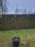 Walnotenboom, Tuin en Terras, Planten | Bomen, Overige soorten, 100 tot 250 cm, Zomer, Ophalen