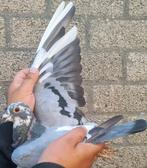 Postduif "BEST OF KITTEL", Dieren en Toebehoren, Vogels | Duiven, Vrouwelijk, Postduif