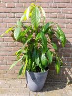 Avocado boompjes (5 stuks). 2 jaar oud. 1m hoog (met pot), Huis en Inrichting, Kamerplanten, Ophalen, Ficus