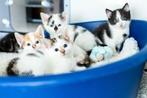 KITTENS GEZOCHT MET SPOED!!, Dieren en Toebehoren, Katten en Kittens | Overige Katten