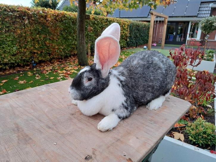 Te koop super grote duitse reus voedster witoor, Dieren en Toebehoren, Konijnen, Groot, Vrouwelijk