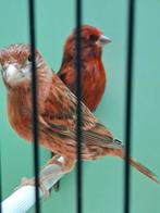 rood agaat kanarie, Vrouwelijk, Kleurkanarie