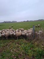 60 dikke texelaar swifter rammen schapen, Dieren en Toebehoren, Mannelijk, Schaap