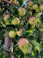 Oude karakteristieke Appelbomen, Elstar en Breaburn, Ophalen, Lente, Volle zon, Appelboom
