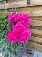 Pioenroos wortelknol, Tuin en Terras, Bloembollen en Zaden, Ophalen, Volle zon, Knol