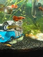 Baby Guppen te koop, Dieren en Toebehoren, Vissen | Aquariumvissen, Vis