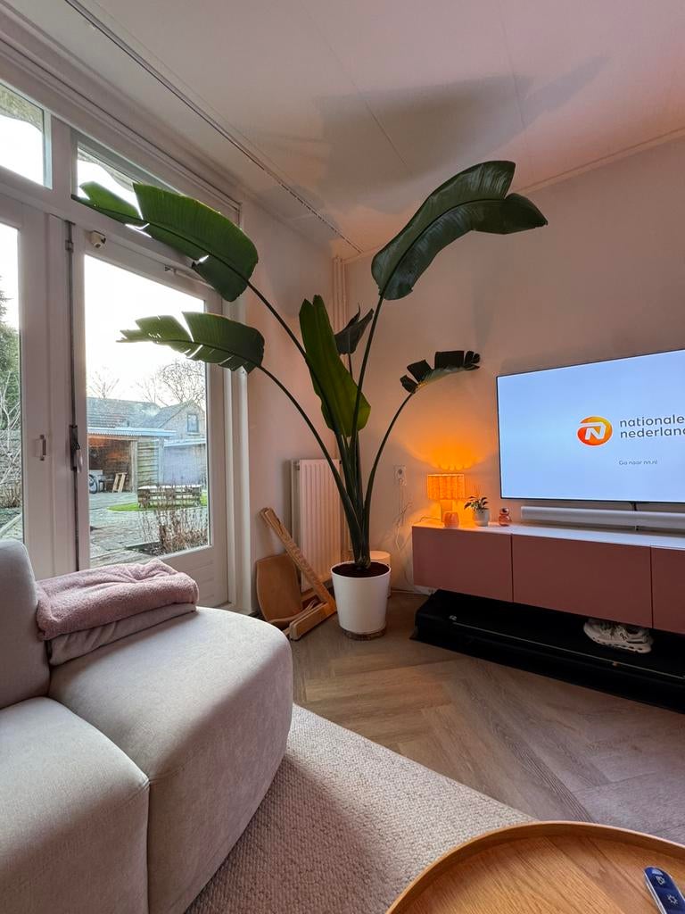 Strelitzia Nicolai, Ophalen, 200 cm of meer, Overige soorten, Halfschaduw