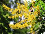 Lampionboom / Blazenboon / Koelreuteria Paniculata, Volle zon, Vaste plant, Zomer, Ophalen