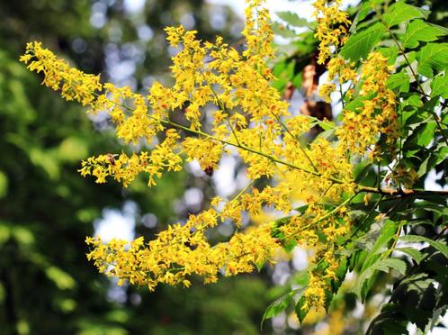 Lampionboom / Blazenboon / Koelreuteria Paniculata, Tuin en Terras, Planten | Tuinplanten, Vaste plant, Overige soorten, Volle zon