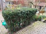 Taxus, Ophalen, Taxus, Minder dan 100 cm