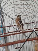 Twatwa jongmans, Dieren en Toebehoren, Meerdere dieren, Tropenvogel
