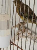 Twee bastaard kanarie barmsijs, Dieren en Toebehoren, Vogels | Kanaries, Mannelijk, Kleurkanarie