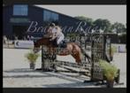 verzorgpony gezocht/bijrijder aangeboden, Ophalen of Verzenden