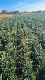 Taxus Baccata 80-100cm - Ideaal voor Hagen!, Ophalen of Verzenden, Bloeit niet, Halfschaduw, Overige soorten