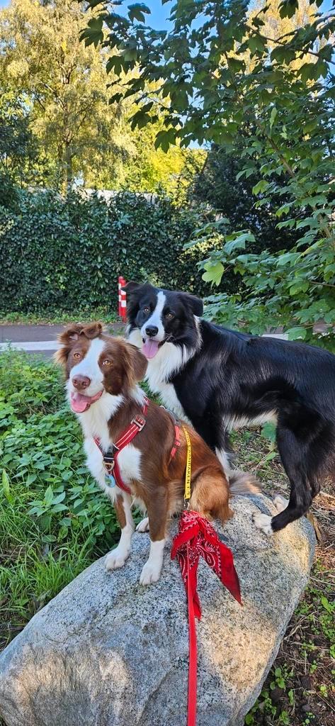 Hondenoppas harderwijk, Diensten en Vakmensen, Dieren | Honden | Verzorging, Oppas en Les