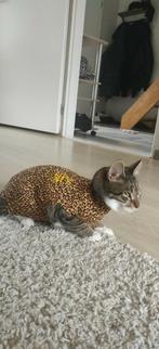 medical petshirt kat, Dieren en Toebehoren, Ophalen of Verzenden, Nieuw