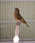 Magellaansijs poppen, Vrouwelijk, Geringd