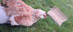 Faverolles groot broedeieren, Dieren en Toebehoren, Pluimvee