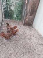 Sebright krielen, Dieren en Toebehoren, Pluimvee, Vrouwelijk, Kip