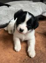 Ontzettend lieve Markiesje/Kooiker pups!, Nederland, Parvo, Overige rassen, 8 tot 15 weken