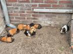 Cavia's zoeken nieuw huis teab, Dieren en Toebehoren, Juni, Mannelijk, Cavia