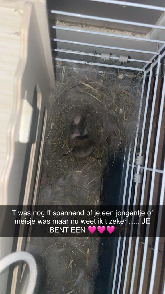 Konijn te koop, Dieren en Toebehoren, Konijnen, Vrouwelijk