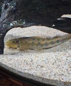 Chinese algeneter, Dieren en Toebehoren, Vissen | Aquariumvissen, Vis, Zoetwatervis