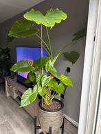 Olifantsoor ( Alocasia), Huis en Inrichting, Kamerplanten, Ophalen, Overige soorten, Minder dan 100 cm