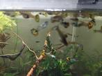 Guppy, Dieren en Toebehoren, Vis, Zoetwatervis