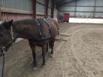 Compleet mentuig / COB, Dieren en Toebehoren, Paarden en Pony's | Hoofdstellen en Tuigage, Overige soorten, Gebruikt, Ophalen