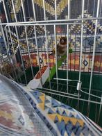 Parva putter Man 2024, Mannelijk, Wildzangvogel, Geringd