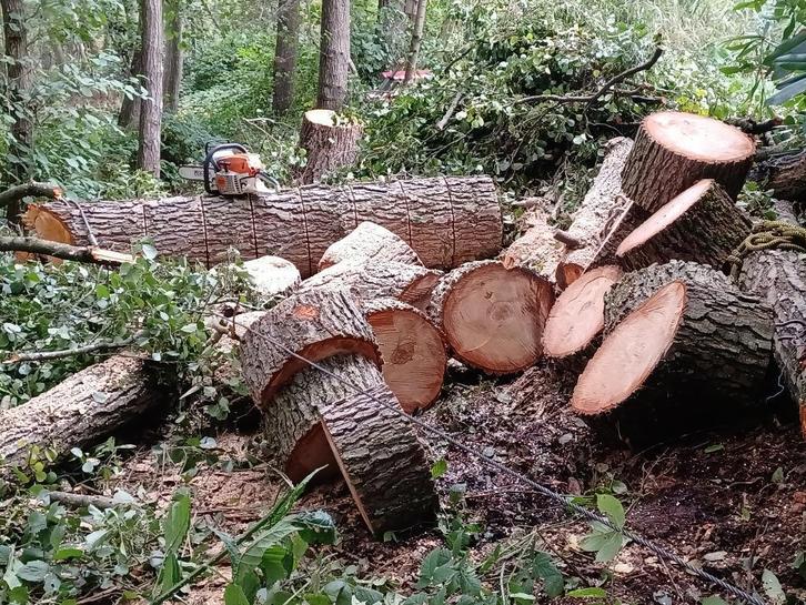 Grote Els van 30 m hoog voor openhaardhout, Tuin en Terras, Haardhout, Blokken, Elzenhout, 3 tot 6 m³, Ophalen